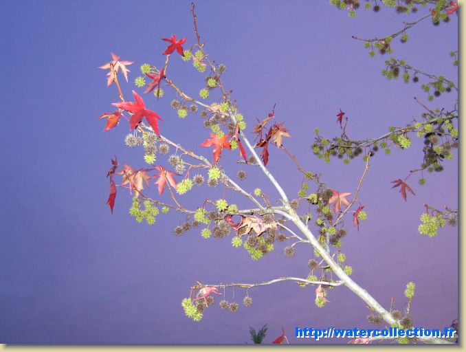 Diapositive suivante